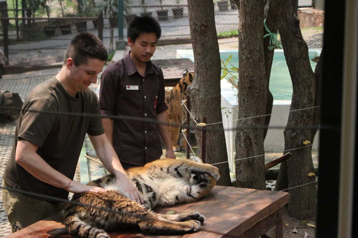 อยาก “จับเสือ” แวะมาจับได้ที่ “คุ้มเสือแม่ริม” - Chiang Mai News
