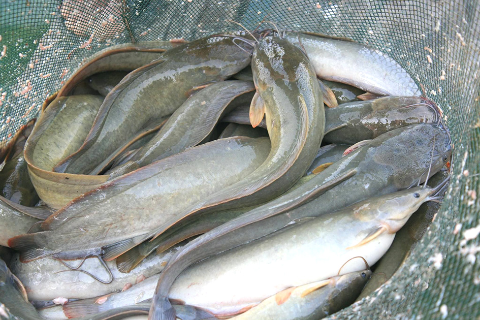 เลี้ยงปลาดุกอย่างไร ? ให้ได้คุณภาพ - Chiang Mai News