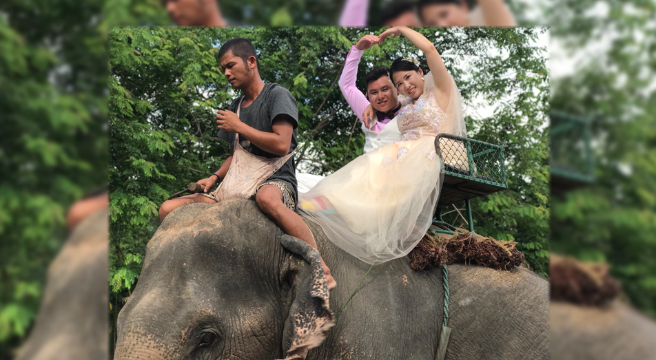 นักท่องเที่ยวชาวจีน ปิ๊งไอเดีย ถ่าย Pre Wedding บนหลังช้าง - Chiang Mai News