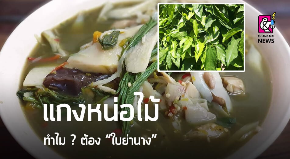 แกงหน่อไม้ ทำไม ? ต้อง “ใบย่านาง” - Chiang Mai News