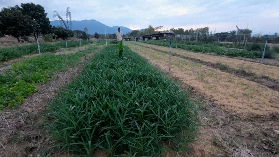 พะเยา อดีตช่างฟอร์นิเจอร์ผันตัวเองทำเกษตรผสมผสานปลูกผักพื้นบ้าน แบบอินทรีย์  สร้างรายได้เลี้ยงครอบครัว - Chiang Mai News