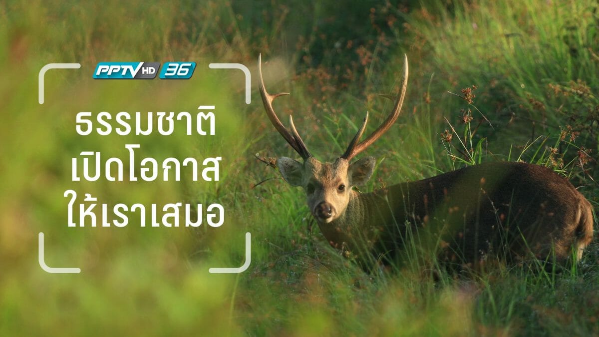 การถ่ายภาพชีวิตสัตว์ป่า สิ่งแรกที่ต้องมี คือ จิตสำนึกที่ดี - Chiang Mai News