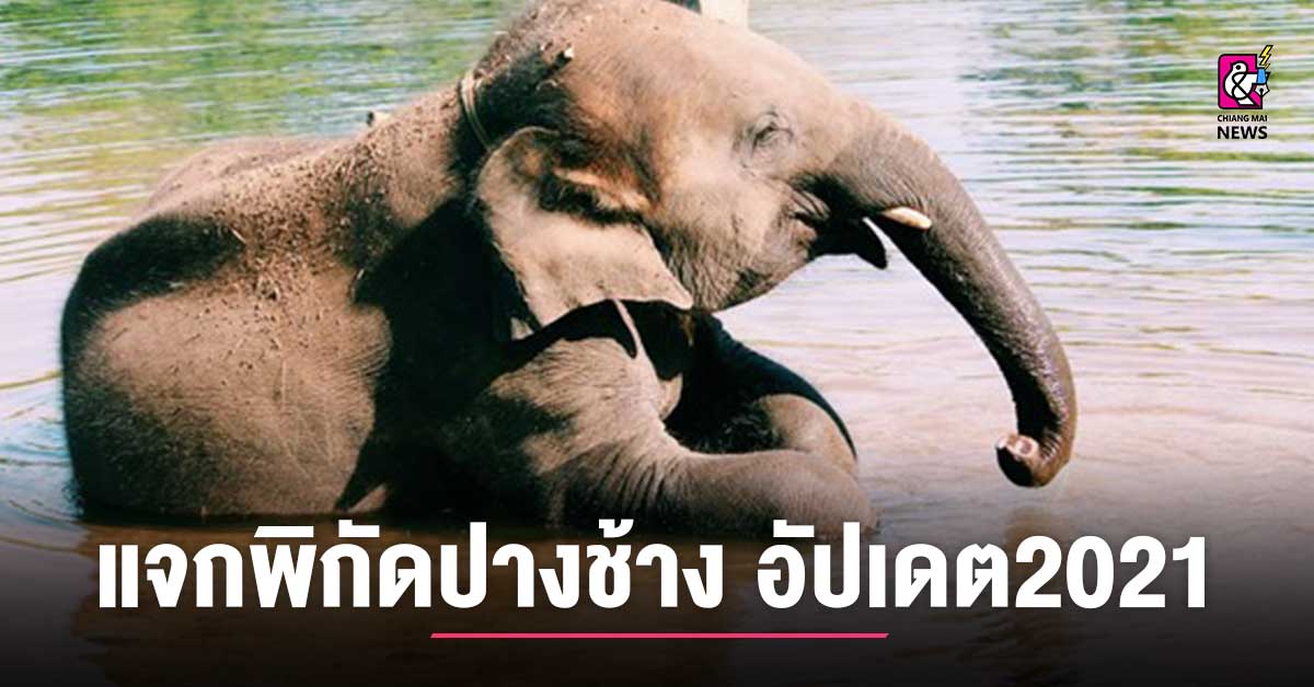แจกพิกัด 3 ปางช้างเชียงใหม่ อัปเดต 2021 - Chiang Mai News