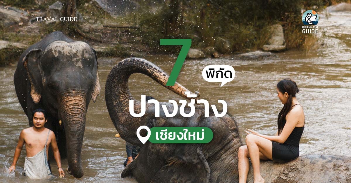 7 ปางช้างในเชียงใหม่ - Chiang Mai News