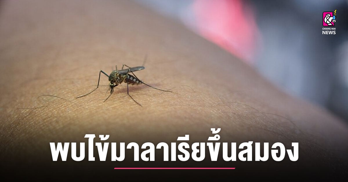 Lamphun Provincial Public Health Office Warns of First Case of Cerebral Malaria with Urgent Need for Treatment